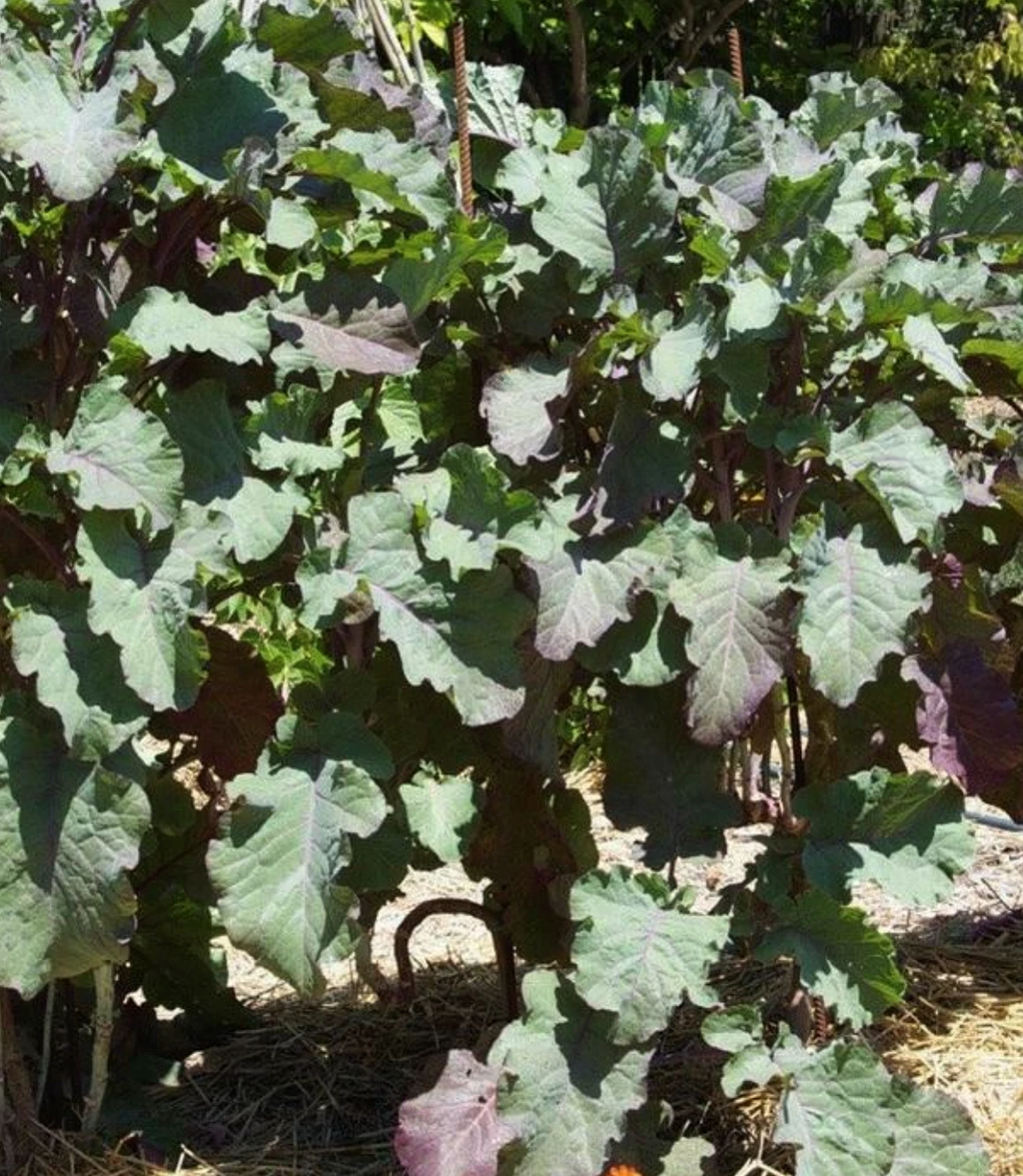 Perennial Purple Leaf Tree Collard Cutting – Brassica oleracea var. acephala Kale, 1 Unrooted Live Cutting