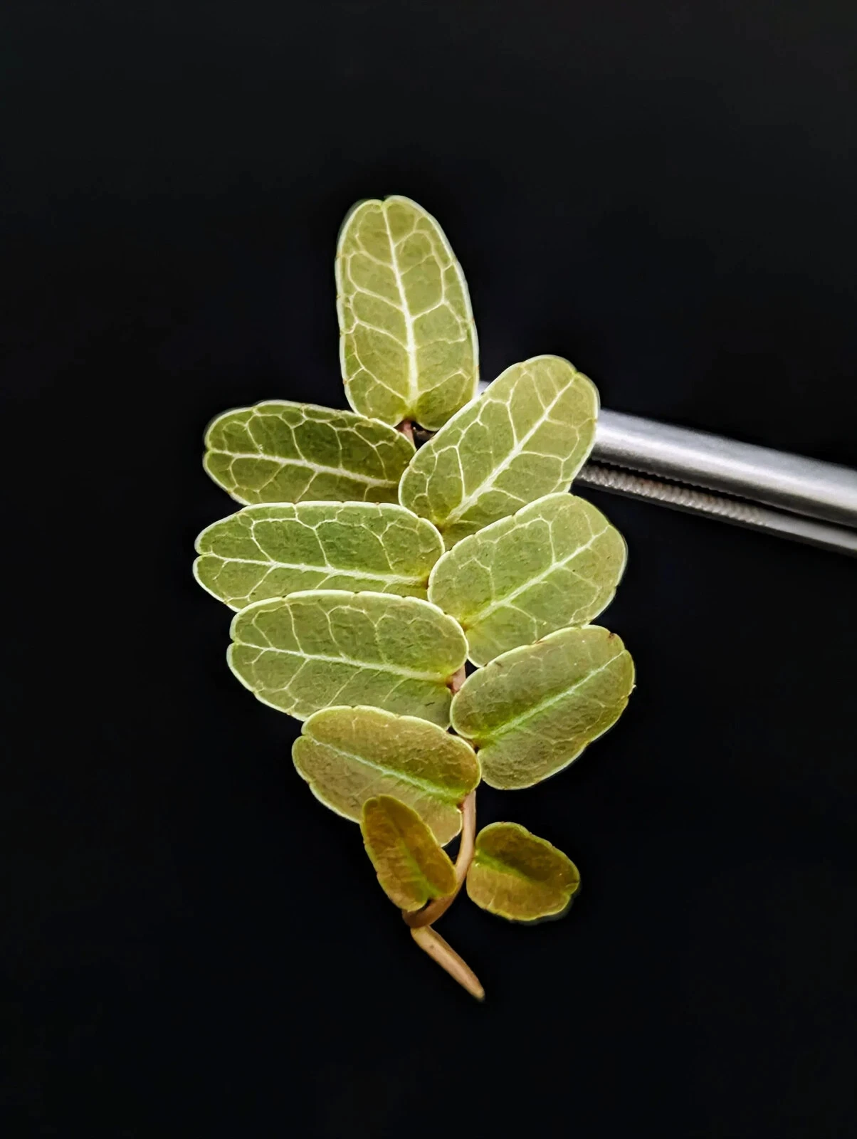 Marcgravia sp. Brown Ecuador – 10-Leaf Cutting – Climbing Terrarium Vine for Vivarium and High-Humidity Growing