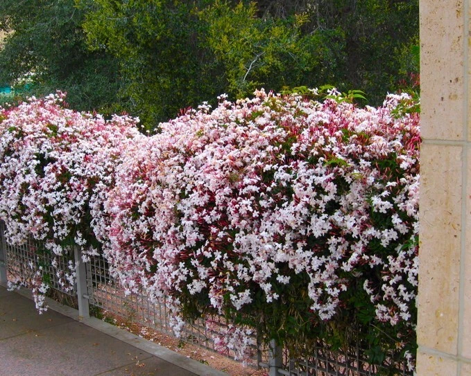 Pink Jasmine Live Plant – Jasminum polyanthum Starter, Rooted Vine, Fast-Growing Climbing Plant with Sweet Fragrant Blooms