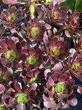 Aeonium Voodoo Succulent Cutting for Planting – Dark Foliage Rosette Aeonium, Unrooted Garden Cutting
