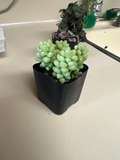 Donkey Tail Succulent – Sedum Morganianum Trailing Plant in 2" Pot – Live Hanging Succulent Starter