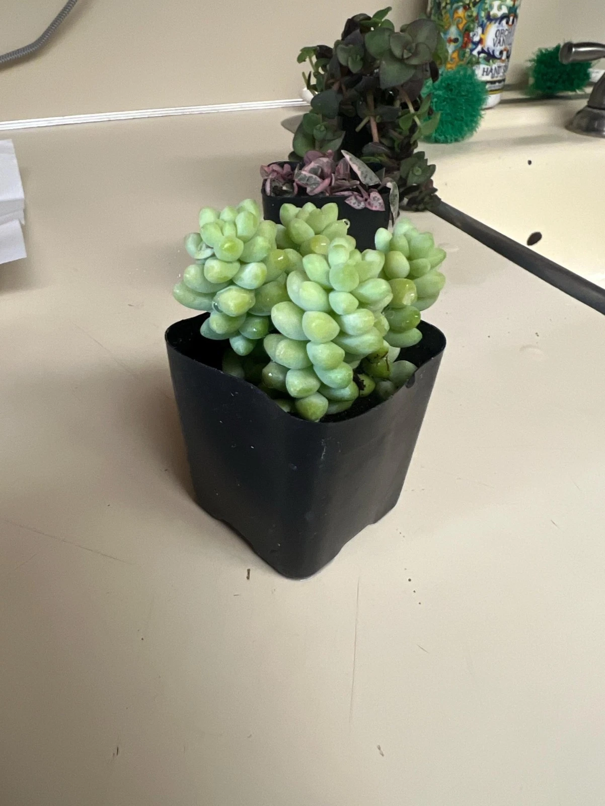 Donkey Tail Succulent – Sedum Morganianum Trailing Plant in 2" Pot – Live Hanging Succulent Starter