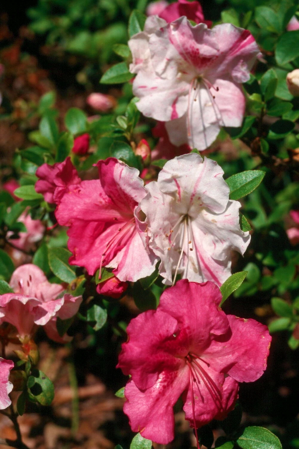 Azalea Rhododendron Starter Plant – Live Flowering Shrub with Multicolor Blooms
