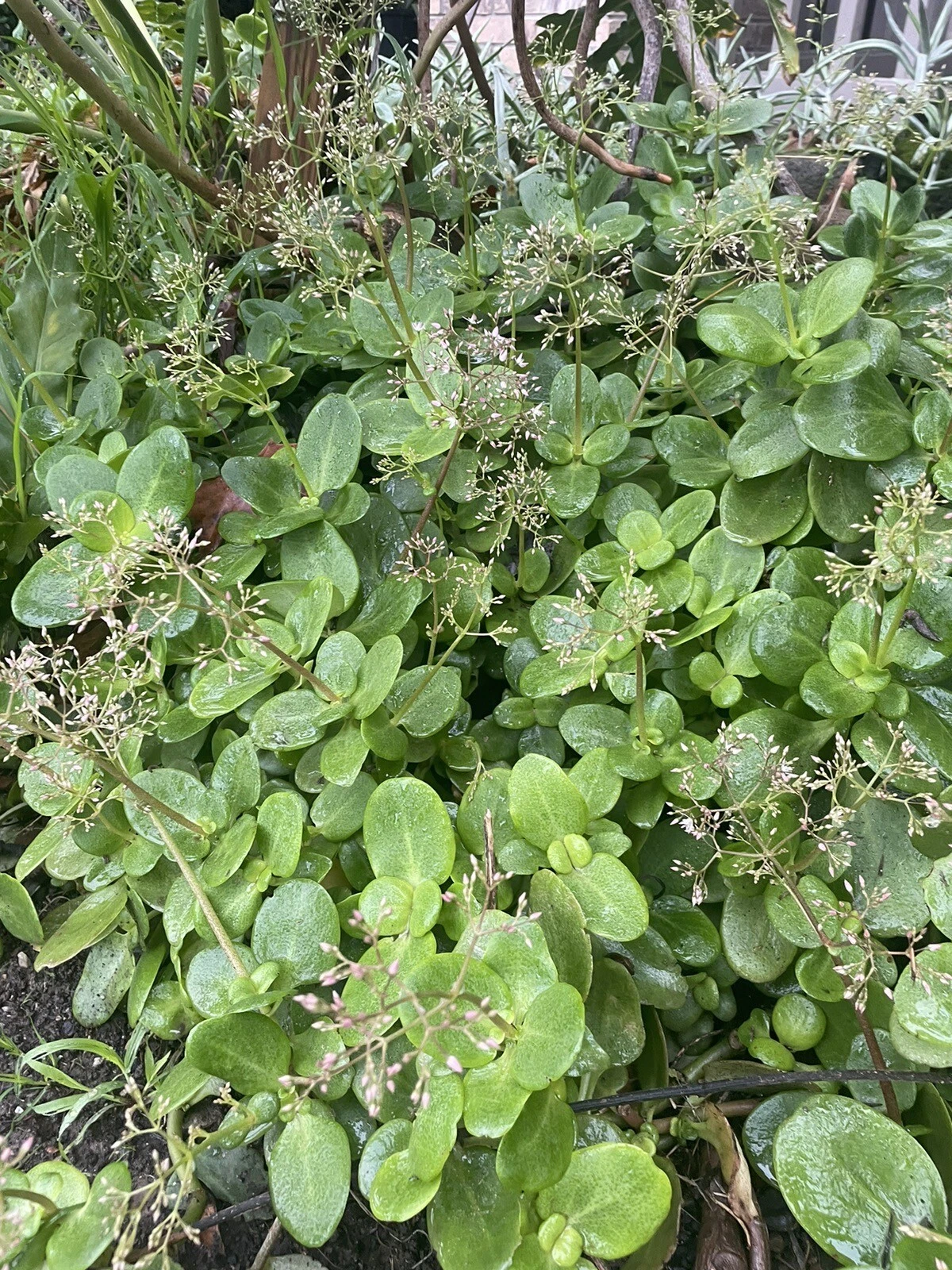 Fairy Crassula Cuttings – 3 Crassula Multicava Succulent Stems, Minimum 3 Inches Each for Rooting