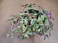 Tradescantia Gelfling Cuttings – Wandering Jew Houseplant Cuttings, Variegated Trailing Plant for Propagation