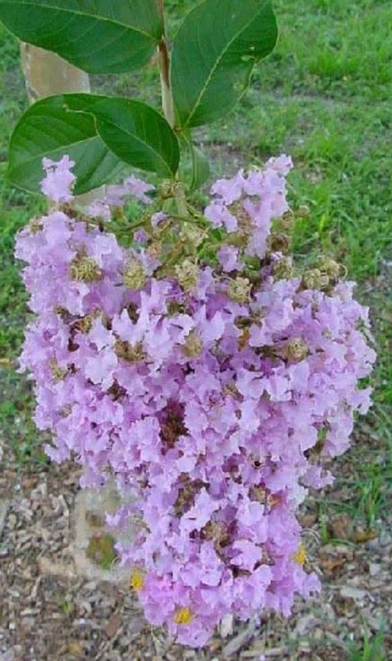Purple Crepe Myrtle Cuttings 8pcs | Fresh 8”+ Live Cuttings | Lilac-Purple Blooms | Easy Rooting Flowering Shrub Starter