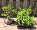 Dwarf Jade Bonsai – 3 Rooted Portulacaria afra Plants, 3-Year-Old Cork Bark Style Starter Bonsai for Indoor or Patio Growing