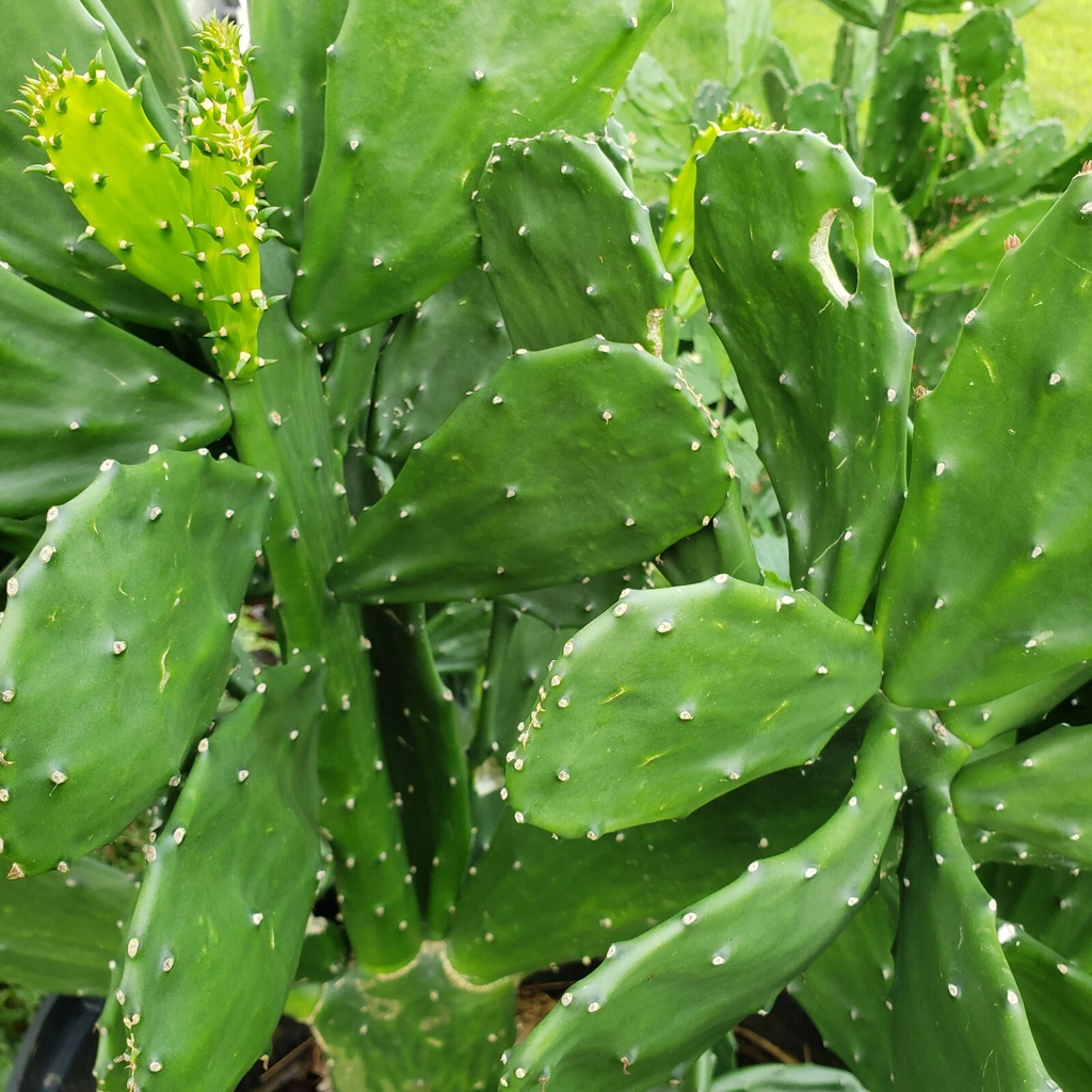 Prickly Pear Cactus Pads for Planting – Opuntia ficus-indica, 10 Pads, 5–10 Inch Perennial Cactus