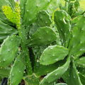 Prickly Pear Cactus Pads for Planting – Opuntia ficus-indica, 10 Pads, 5–10 Inch Perennial Cactus
