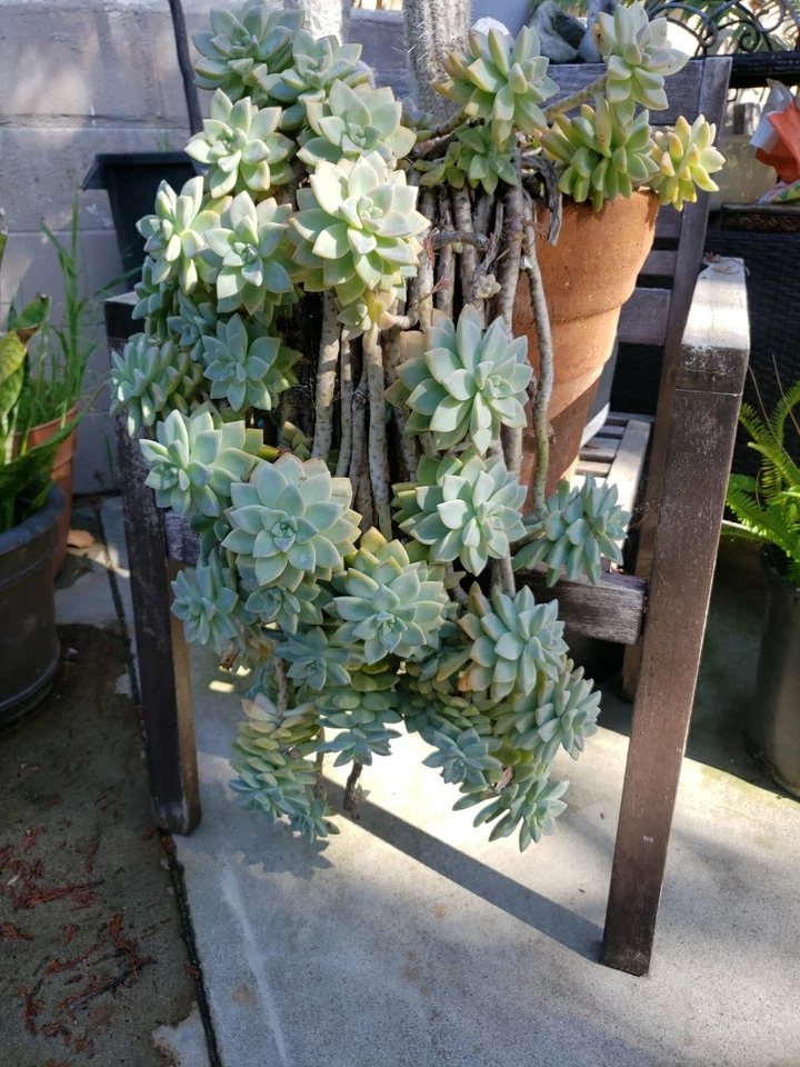 Rooted Hanging Succulent Plants – 3 Live Trailing Cuttings Ready to Grow in Pots or Planters