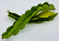 Red Dragon Fruit Cuttings – 2 Vine Stems 10"+ | Red-Flesh Pitahaya Starter | Hylocereus Plant for Rooting & Growing