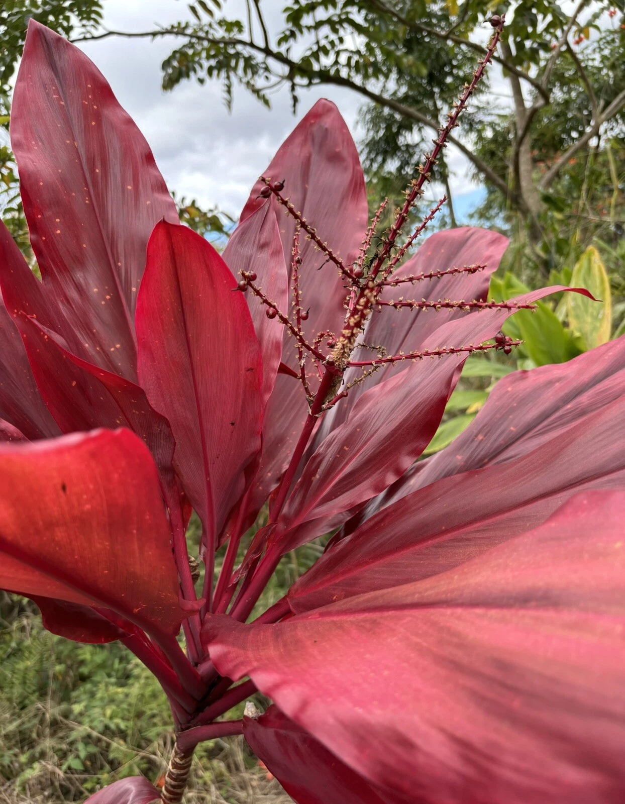 Hawaiian Lilinoe Red Ti Leaf Cuttings – Cordyline fruticosa Live Plant Starts, Fresh Unrooted Cuttings