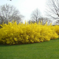 Forsythia Cuttings for Planting – 10 Unrooted Stems 5–8 Inch, Flowering Shrub for Rooting