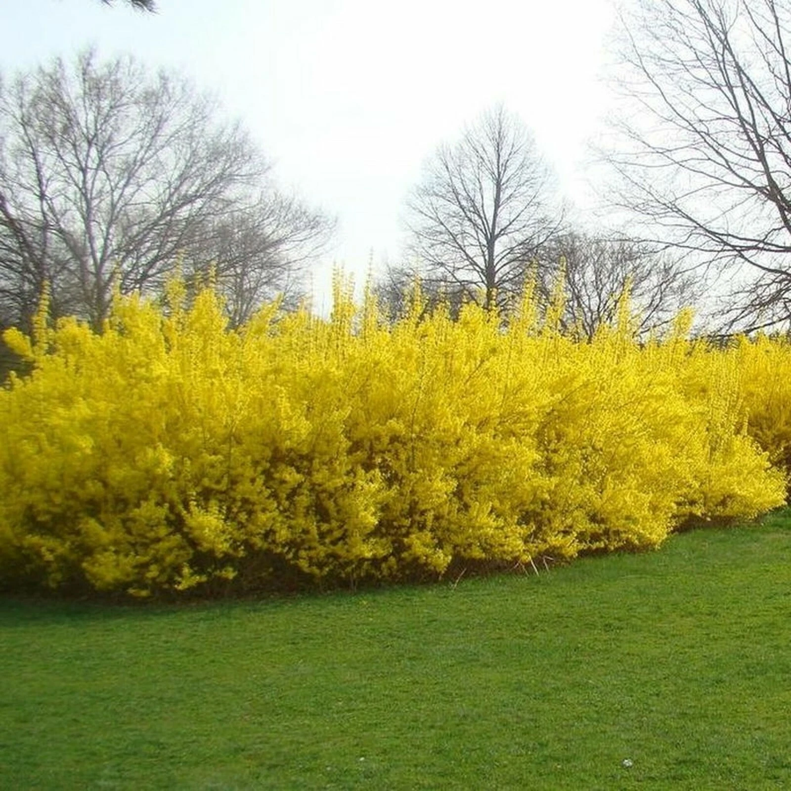 Forsythia Cuttings for Planting – 10 Unrooted Stems 5–8 Inch, Flowering Shrub for Rooting