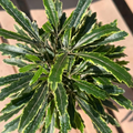 Variegated False Aralia – Set of 2 Live Plants in 2" Pots, 2–3 Inch Tall Tropical Houseplants for Indoor Growing