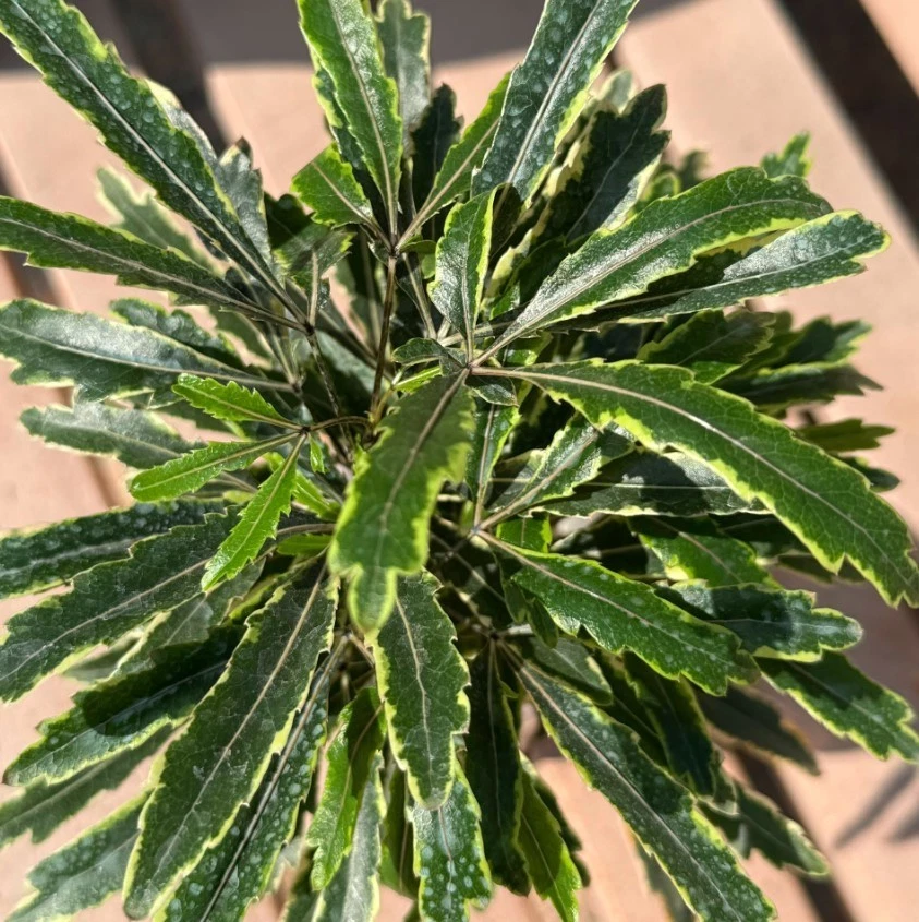 Variegated False Aralia – Set of 2 Live Plants in 2" Pots, 2–3 Inch Tall Tropical Houseplants for Indoor Growing