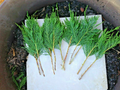 Leyland Cypress Tree Cuttings – × Cuprocyparis leylandii, 50 Fresh Unrooted Cuttings 7–8 Inches Long