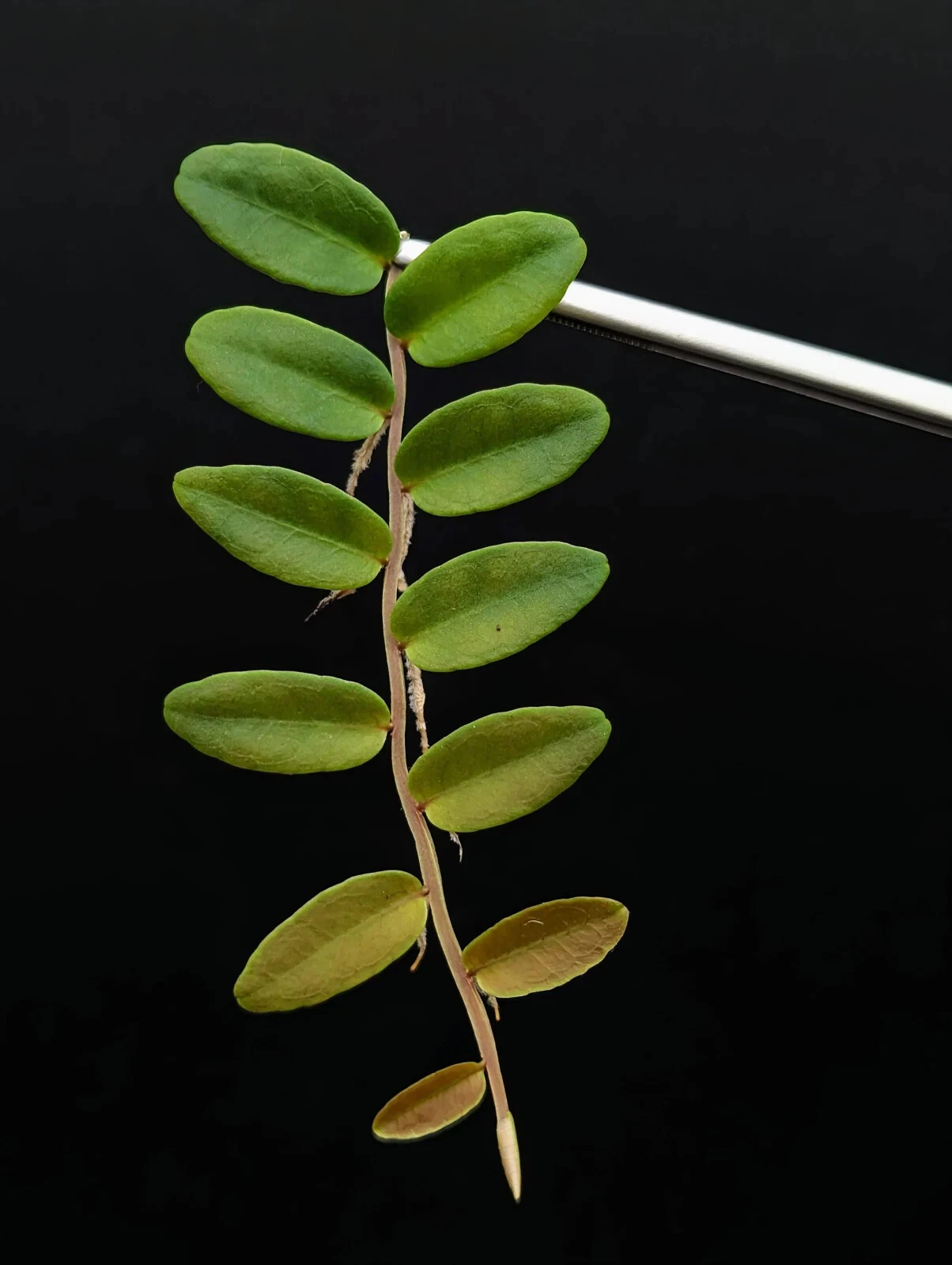 Marcgravia aff. coriacea – 10-Leaf Cutting – Shingling Terrarium Vine Cutting for Vivariums & Moss Walls