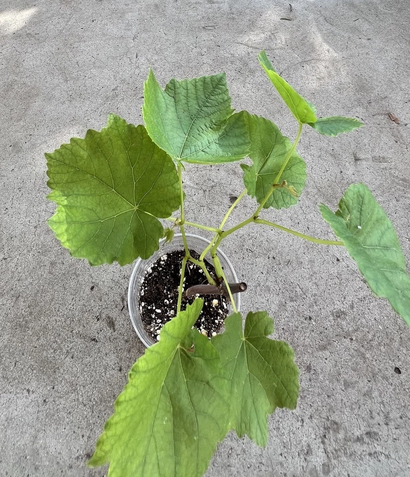 Green Grape Vine Cutting With Pot – 10 Inch Sweet Seedless Grape Plant, Live Rooted Cutting Ready to Plant