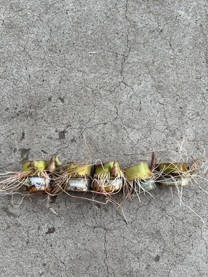 Sugarcane Rooted Cuttings – 5 Live Saccharum officinarum Pieces for Propagation and Planting