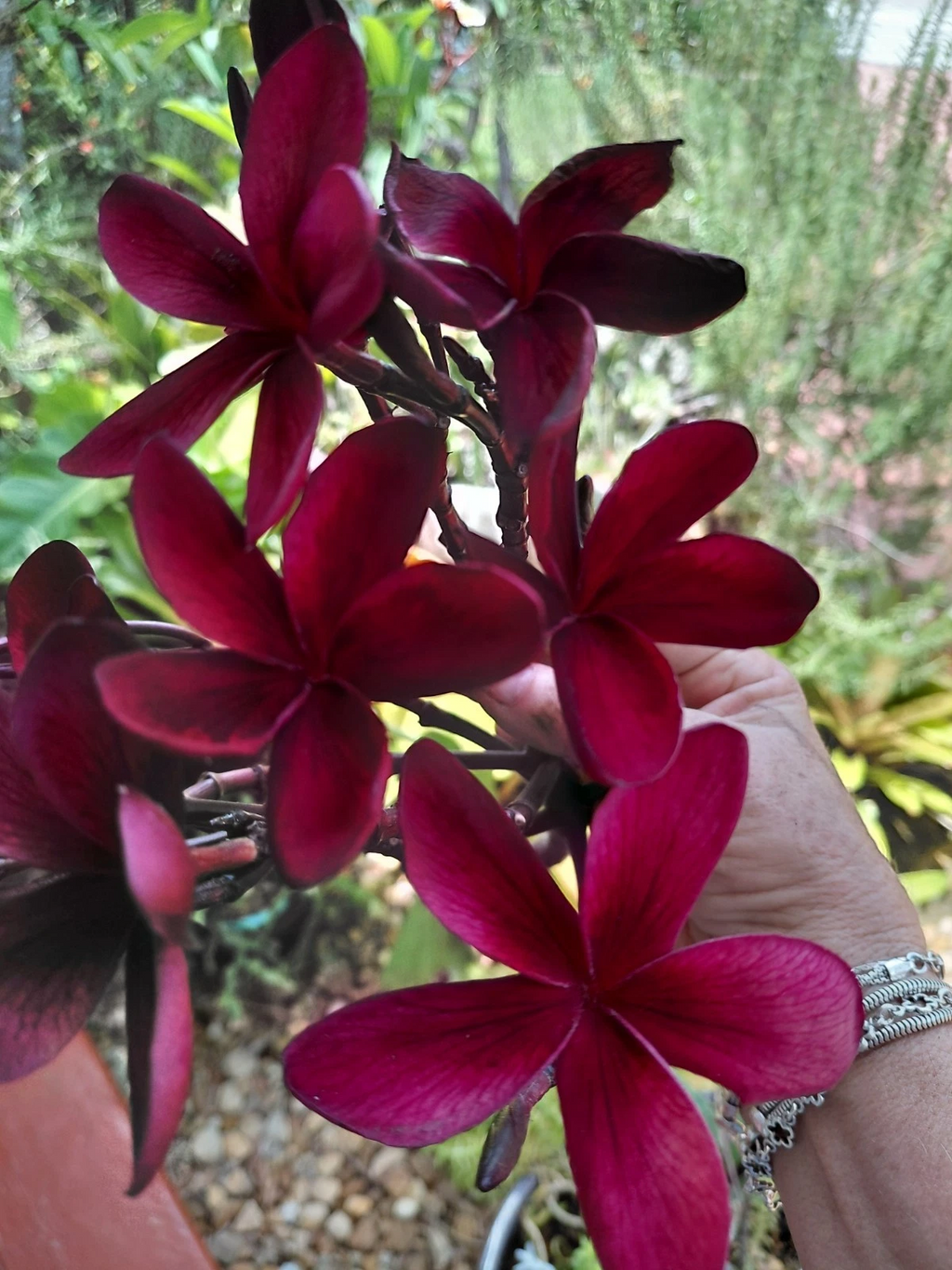 Hawaiian Deep Red Ulaula Plumeria Cutting – 10 Inch Y Shaped Plumeria Rubra Frangipani for Propagation