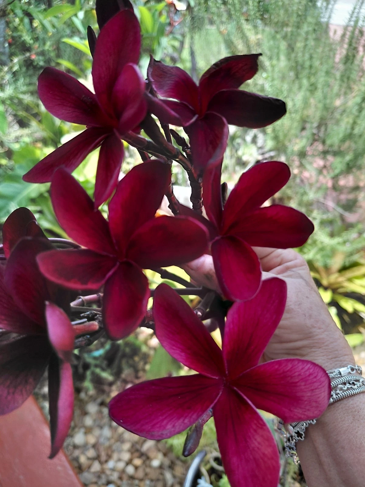 Hawaiian Deep Red Ulaula Plumeria Cutting – 10 Inch Y Shaped Plumeria Rubra Frangipani for Propagation