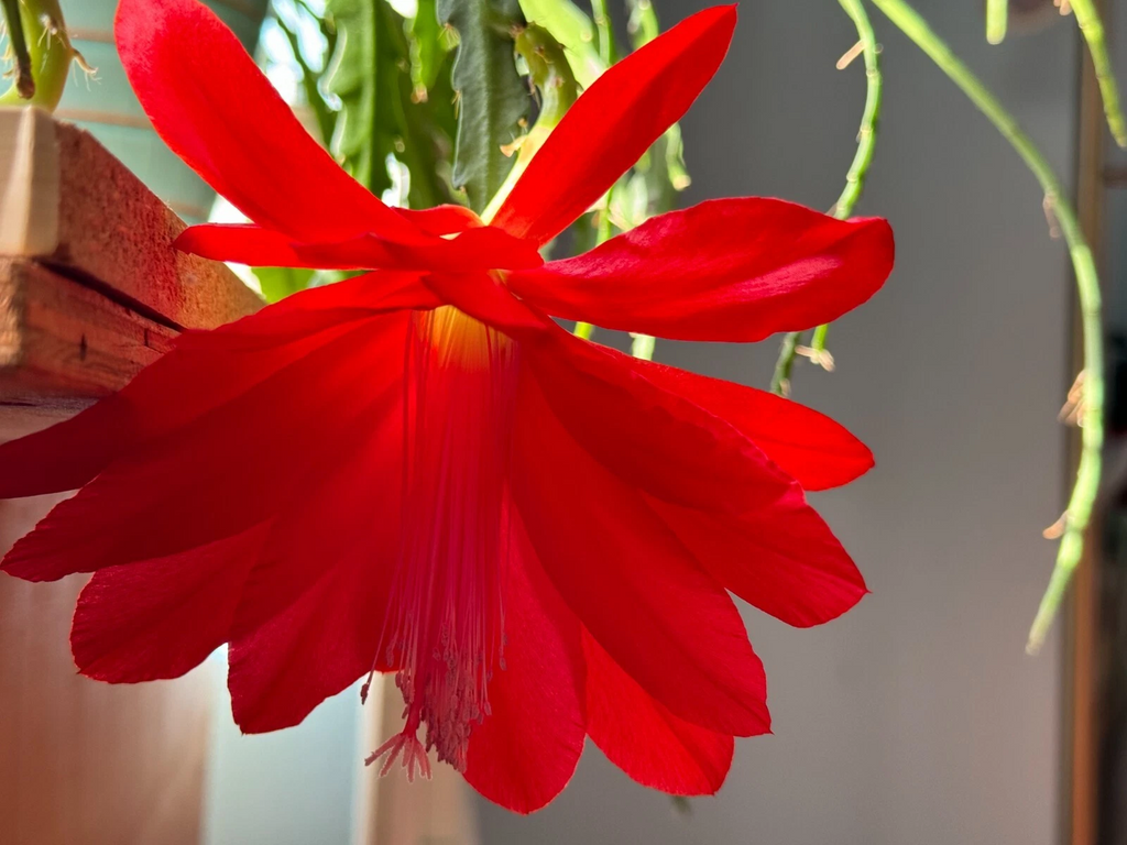 Epiphyllum Orchid Cactus Cuttings – 6 Unrooted Red Bloom Cuttings 6–8 Inch – Tropical Epiphytic Cactus