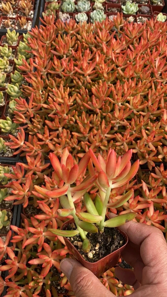 Sedum Adolphii Firestorm Succulent in 2-Inch Pot – Rooted Indoor Décor Plant