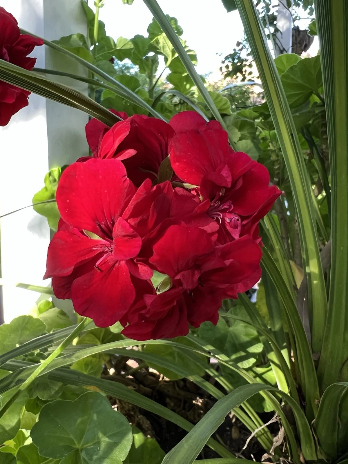 True Red Ivy Geranium Cuttings – 5 Live Pelargonium Peltatum Cuttings, Trailing Red Geranium Plant, 6 Inch Growth