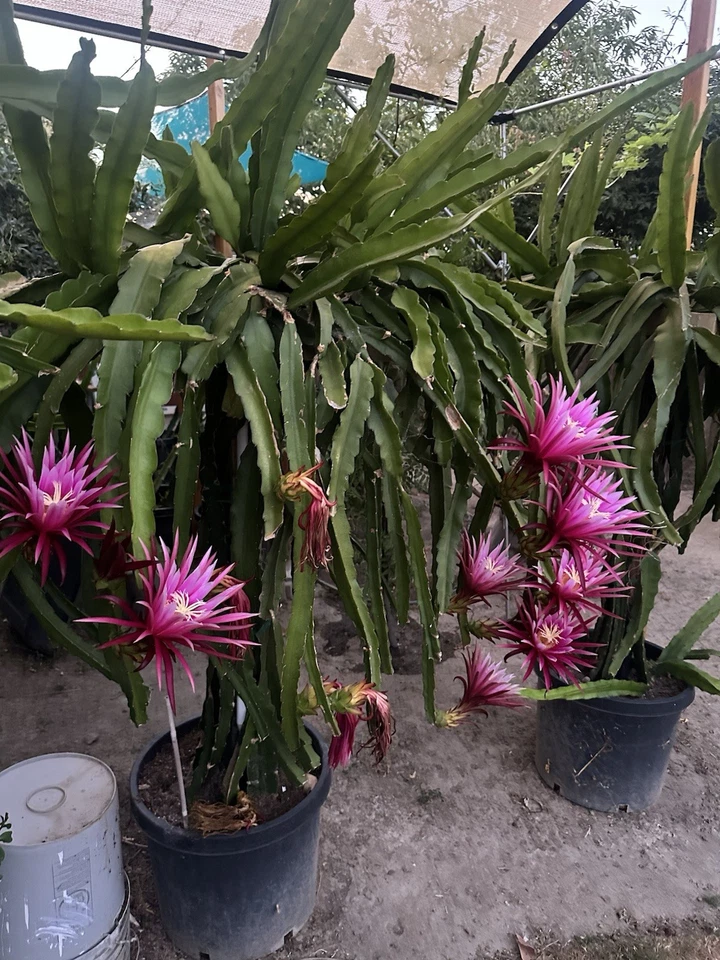 Connie Mayer Dragon Fruit – 8–12in Mature Hylocereus Cuttings, Live Pitaya Stems for Rooting and Propagation