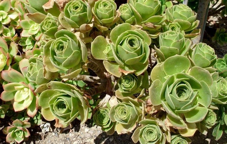 Aeonium Balsamiferum Succulent Cutting – 4 Inch Unrooted Live Plant Starter