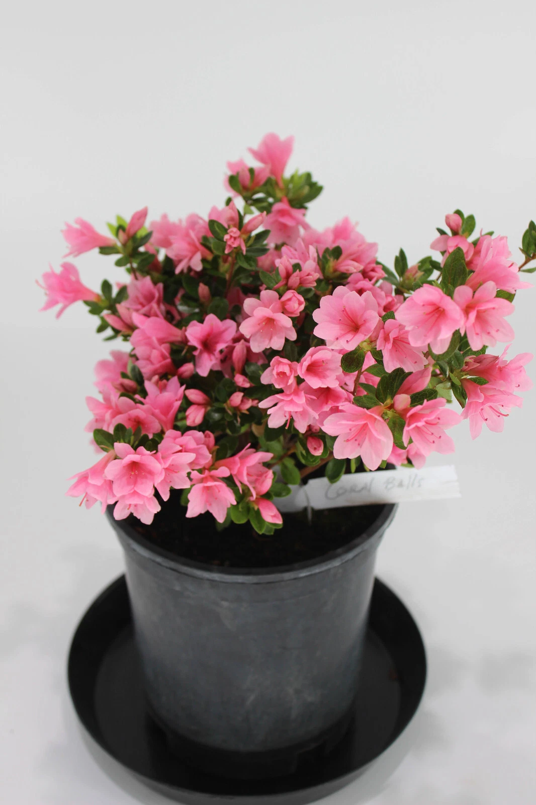 Satsuki Azalea Bonsai Tree ‘L. C. Fisher’ – One Gallon Live Flowering Azalea Hybrid