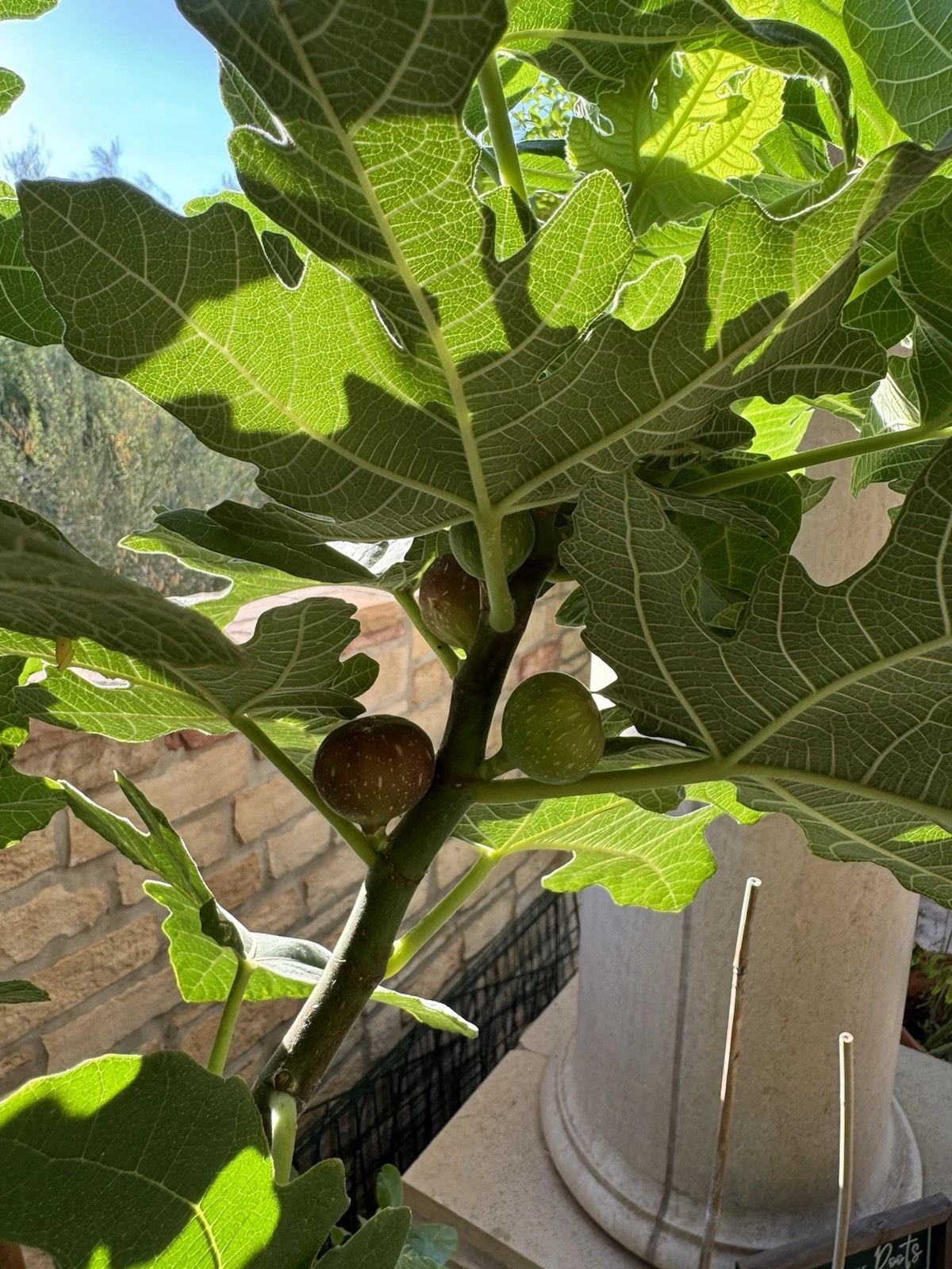 Little Ruby Fig Cutting – 1 Fresh Unrooted Ficus carica Stem for Propagation – Compact Dwarf Fig Variety