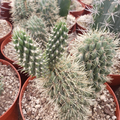 Boxing Glove Cactus Cutting – Live Cylindropuntia Fulgida Monstrosa Cutting, Unique Desert Cactus for Planting