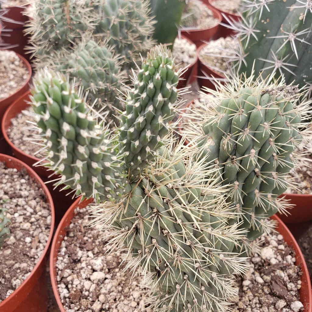 Boxing Glove Cactus Cutting – Live Cylindropuntia Fulgida Monstrosa Cutting, Unique Desert Cactus for Planting