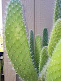 Opuntia Snow White – Prickly Pear Cactus Cutting – 1 Fresh Pad for Planting