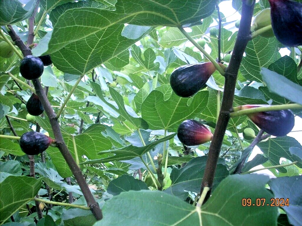 Fig Tree Cuttings LSU Purple – 6 Live Fig Cuttings for Planting, Ficus Carica Variety