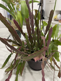 Epiphyllum Hookeri Cuttings 8 pcs + 2 Night-Blooming Cactus Cuttings, 8–10" Long, Fragrant Orchid Cactus Starter Set