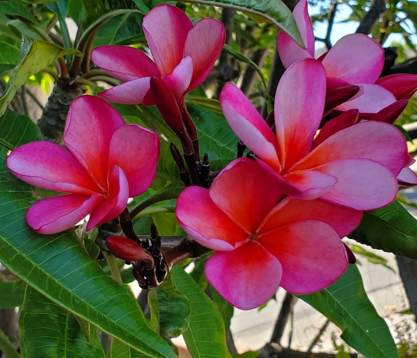 Pink–Light Orange Plumeria Cutting 7–12" – Fresh Unrooted Tropical Frangipani Stem