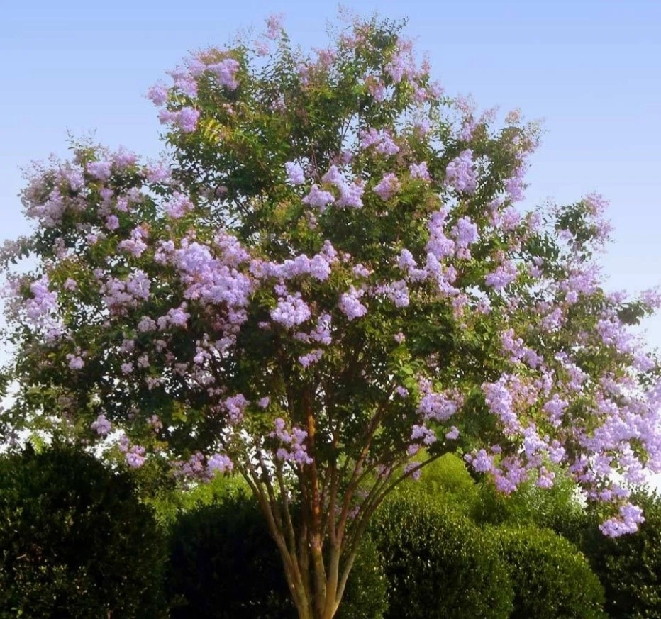 Lilac Purple Crepe Myrtle Cuttings 8+ Fresh Stems | Live Lagerstroemia indica Cuttings | Beautiful Summer Flowering Shrub Starter