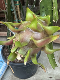 Dragon Fruit “Delight” Cuttings – 8–12 Inch Mature Hylocereus Stems for Rooting – Fruit Cactus Starter