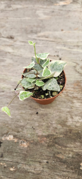 Variegated String of Arrows – Rare Ceropegia Starter Plant, Trailing Variegated Vine for Hanging Pots & Indoor Displays