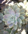 Ghost Plant Succulent Cuttings – 4 Graptopetalum Paraguayense Stems, 3–4 Inch Fresh Cuts for Rooting