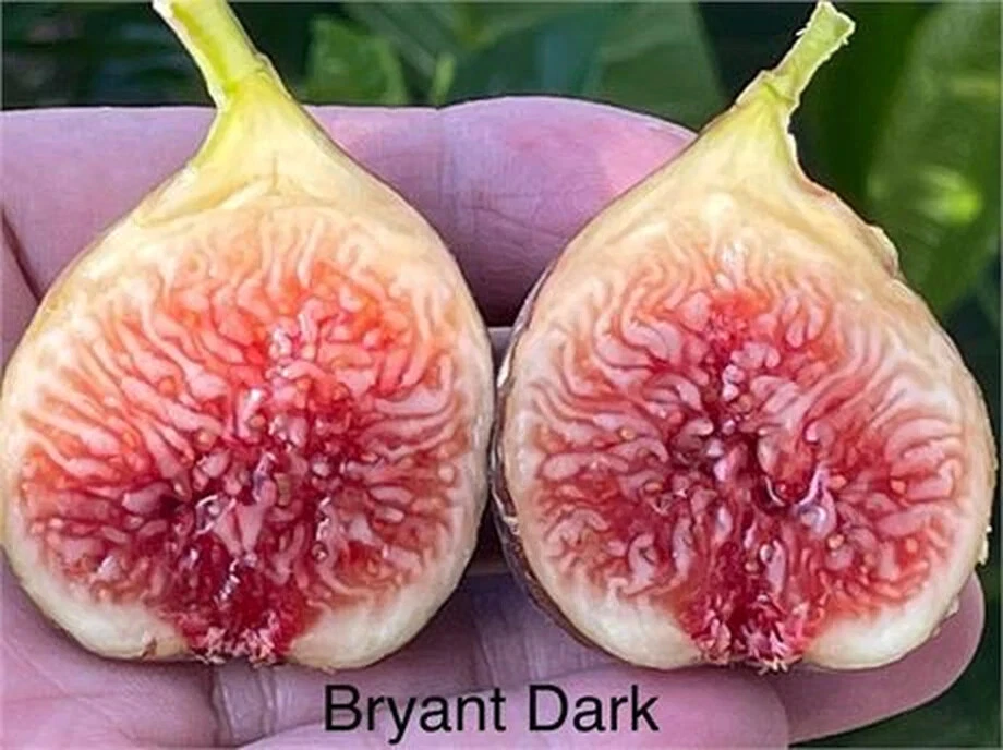 Philodendron Bryant Dark Cutting – Unrooted Cutting 3+ Nodes, Over 8 Inches Long, Rare Aroid Plant