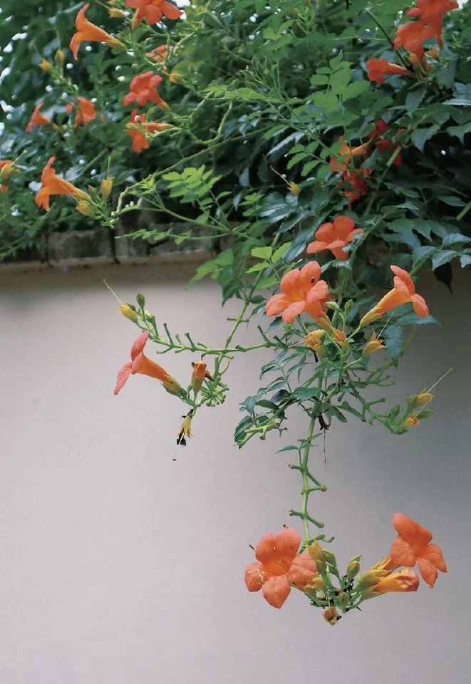 Orange Cape Honeysuckle Cutting – 8 Inch Live Unrooted Tecoma Capensis Vine, Climbing Perennial Shrub for Garden Planting