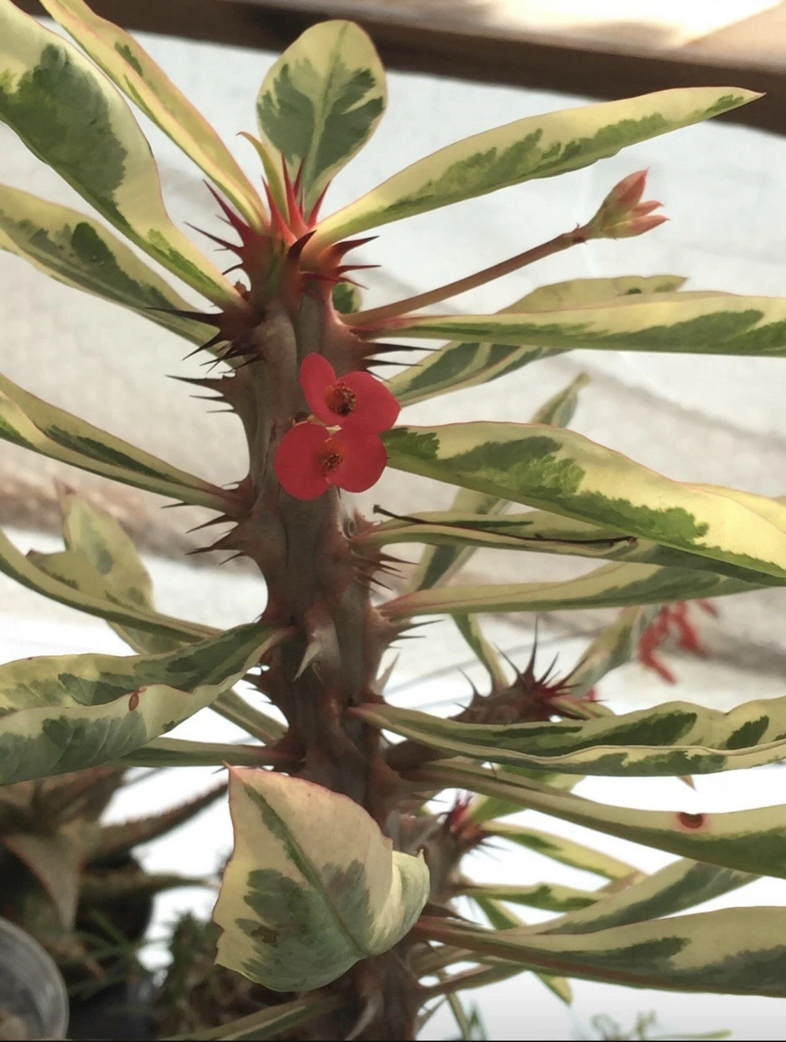 Euphorbia Crown of Thorns – Variegated Rooted Plant in 4" Pot, Easy Care Succulent with Colorful Leaves & Sturdy Stems