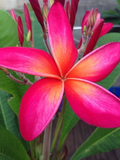 Kaneohe Sunset Plumeria Cutting – 12–14" Frangipani Stem with 1 Tip | Tropical Flower Starter for Rooting