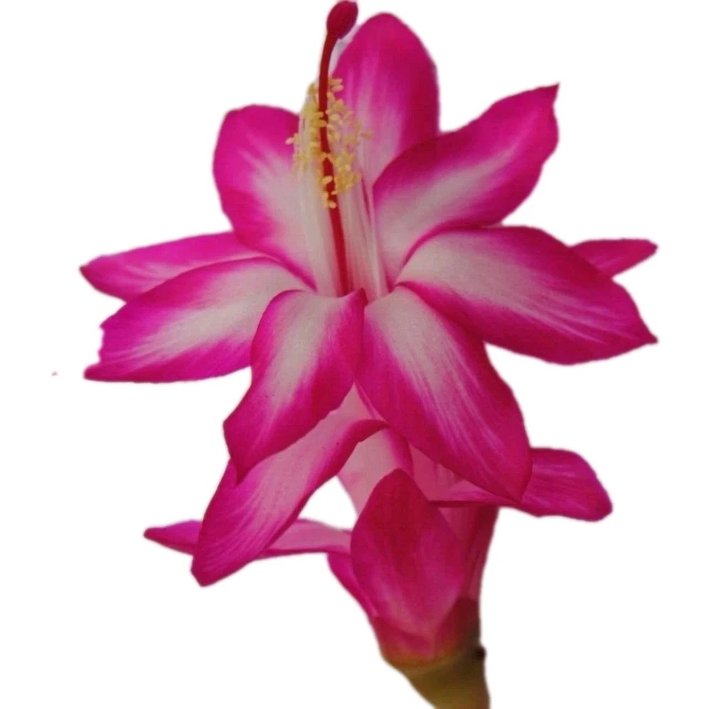 Thanksgiving Christmas Cactus Cuttings for Planting – 3 Unrooted Pink and White Schlumbergera Stems