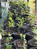 Annona Muricata Live Plant Graviola Soursop Guanabana, Potted Tropical Starter Plant 5–9 Inches Tall
