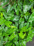 Philodendron Burle Marx Cuttings – Fresh Tropical Aroid Stem Cuttings for Indoor Growing & Easy Propagation